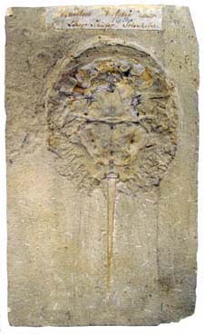 fossiler Pfeilschwanzkrebs