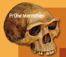 Schädel eines frühen Menschen (homo erectus)