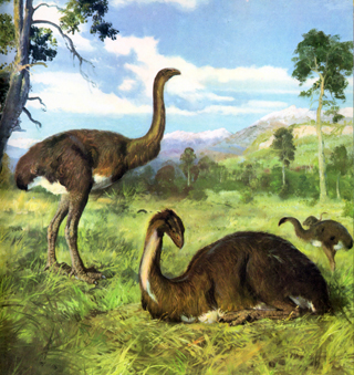 Dinornis